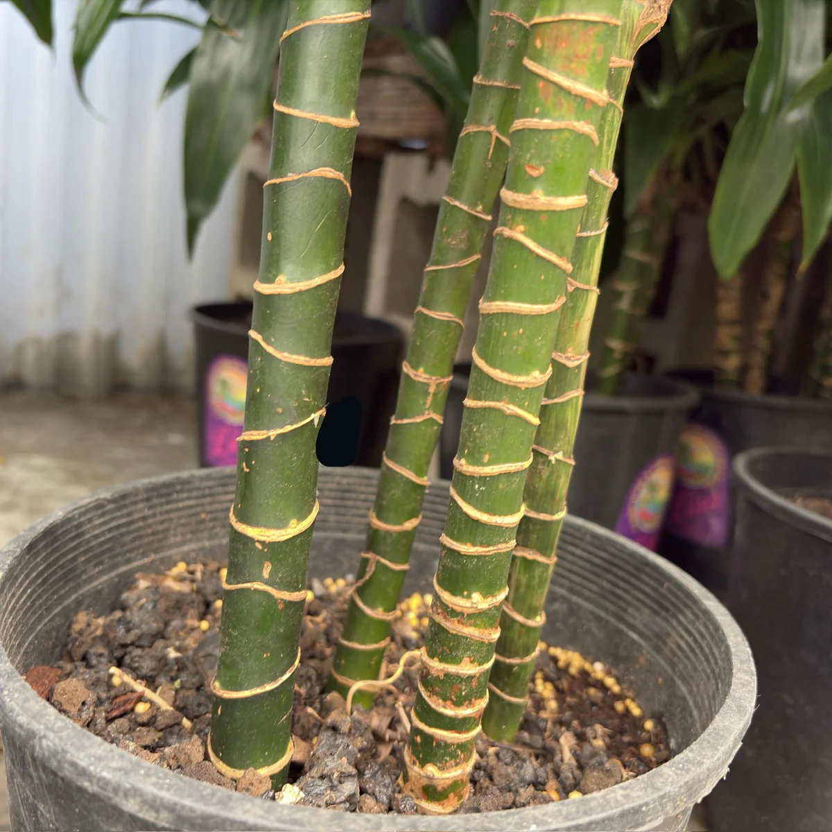 Pele Dracaena - Image 3