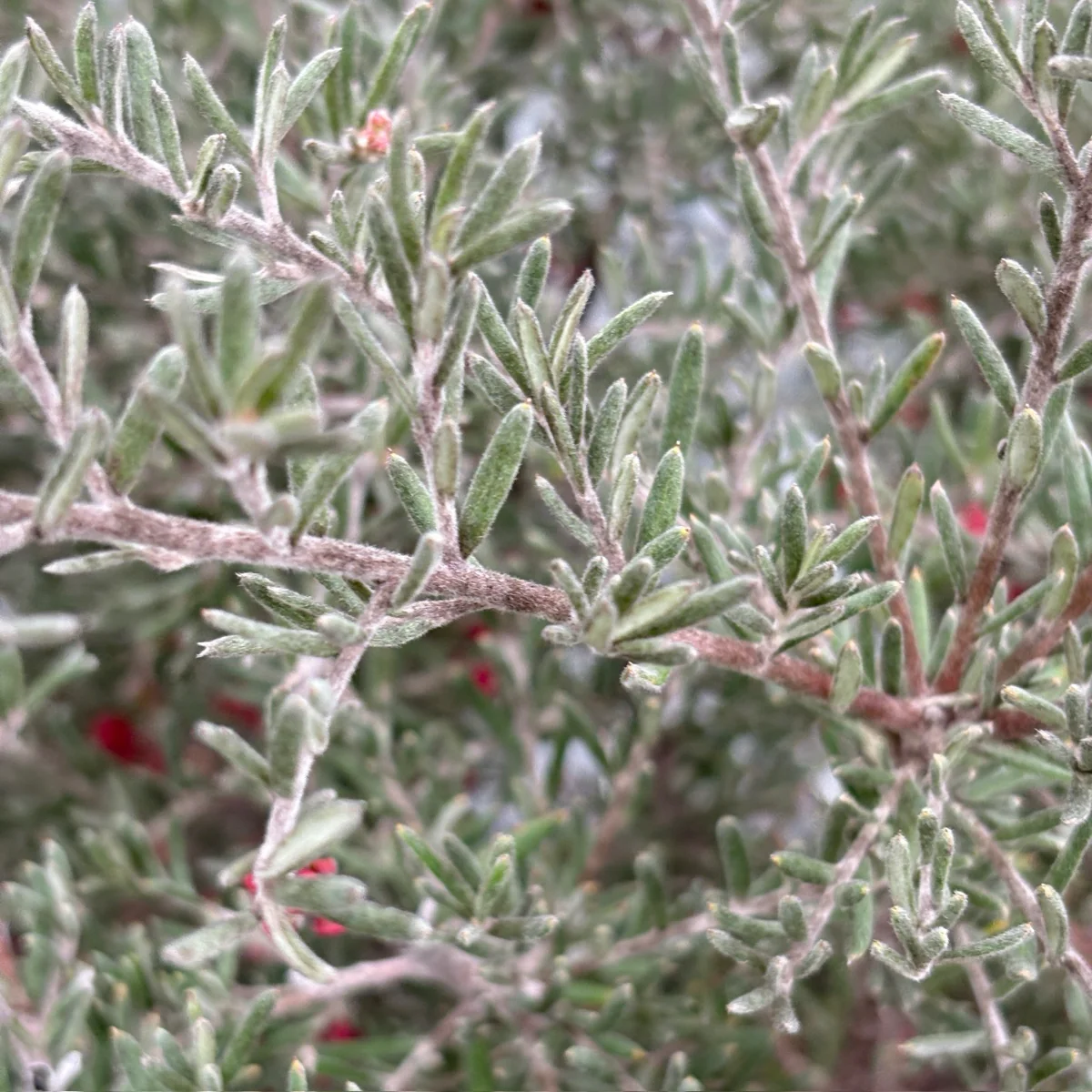 Penola Lavender Grevillea - Image 2