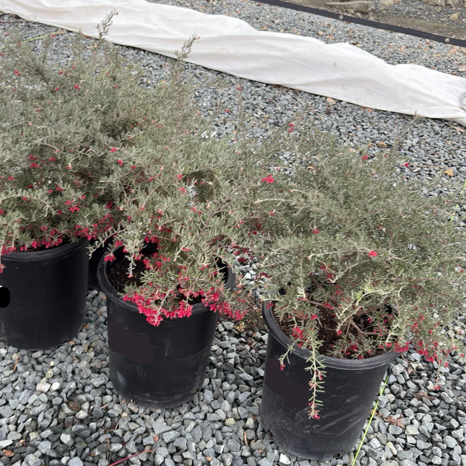 Penola Lavender Grevillea - Image 3