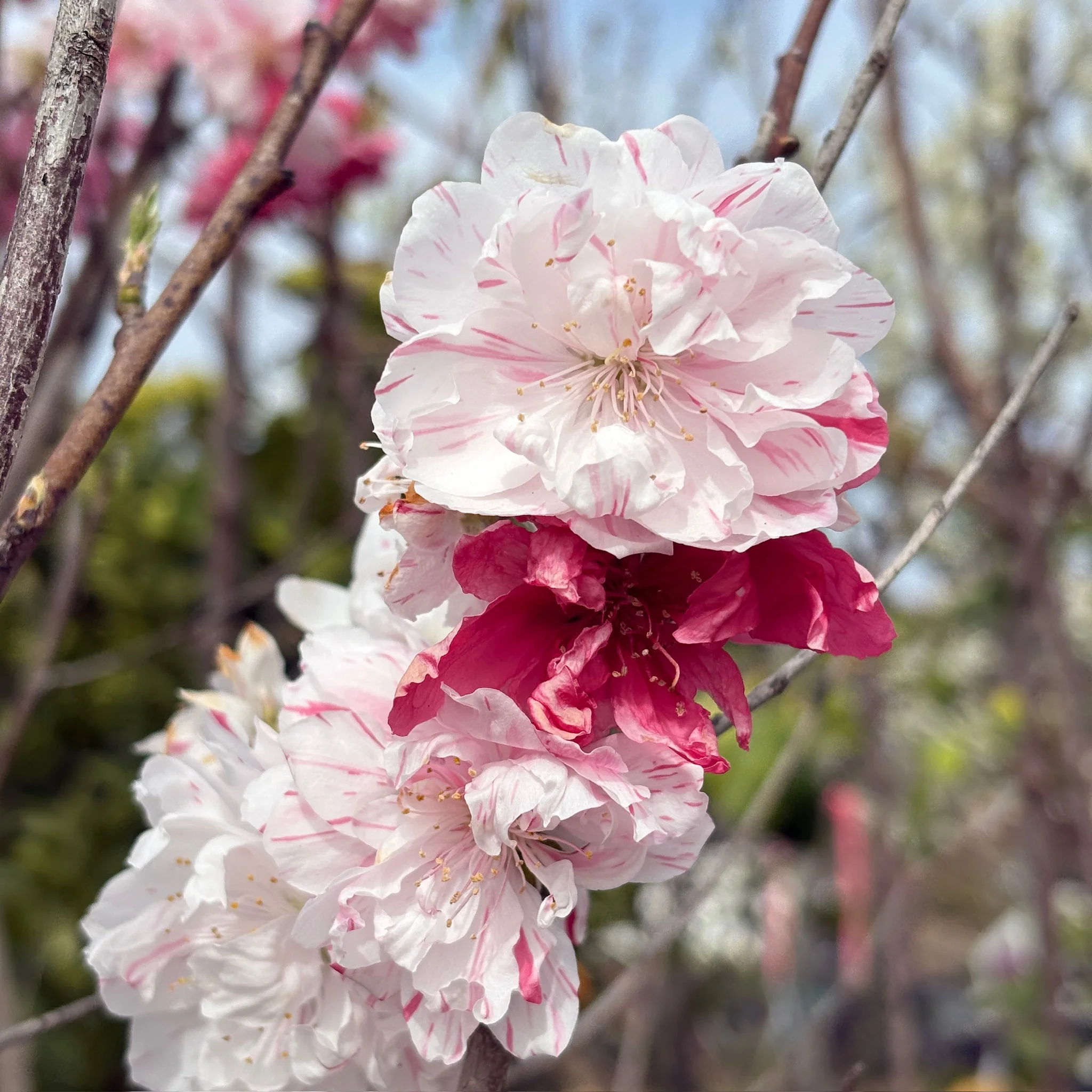 Peppermint Flowering Peach - Image 1