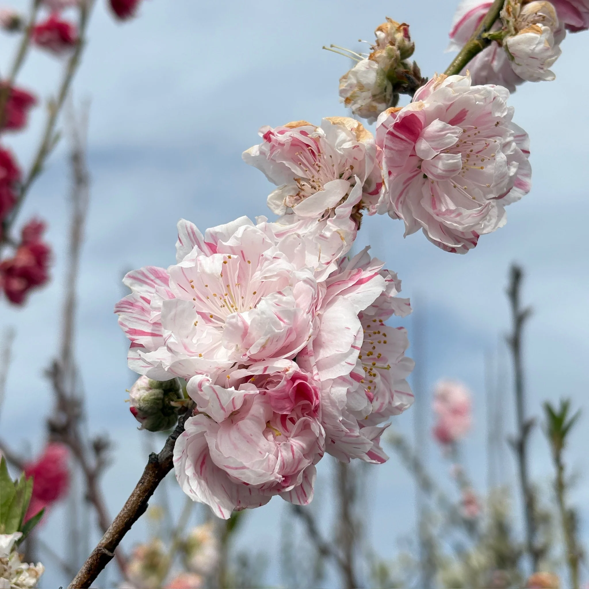 Peppermint Flowering Peach - Image 2