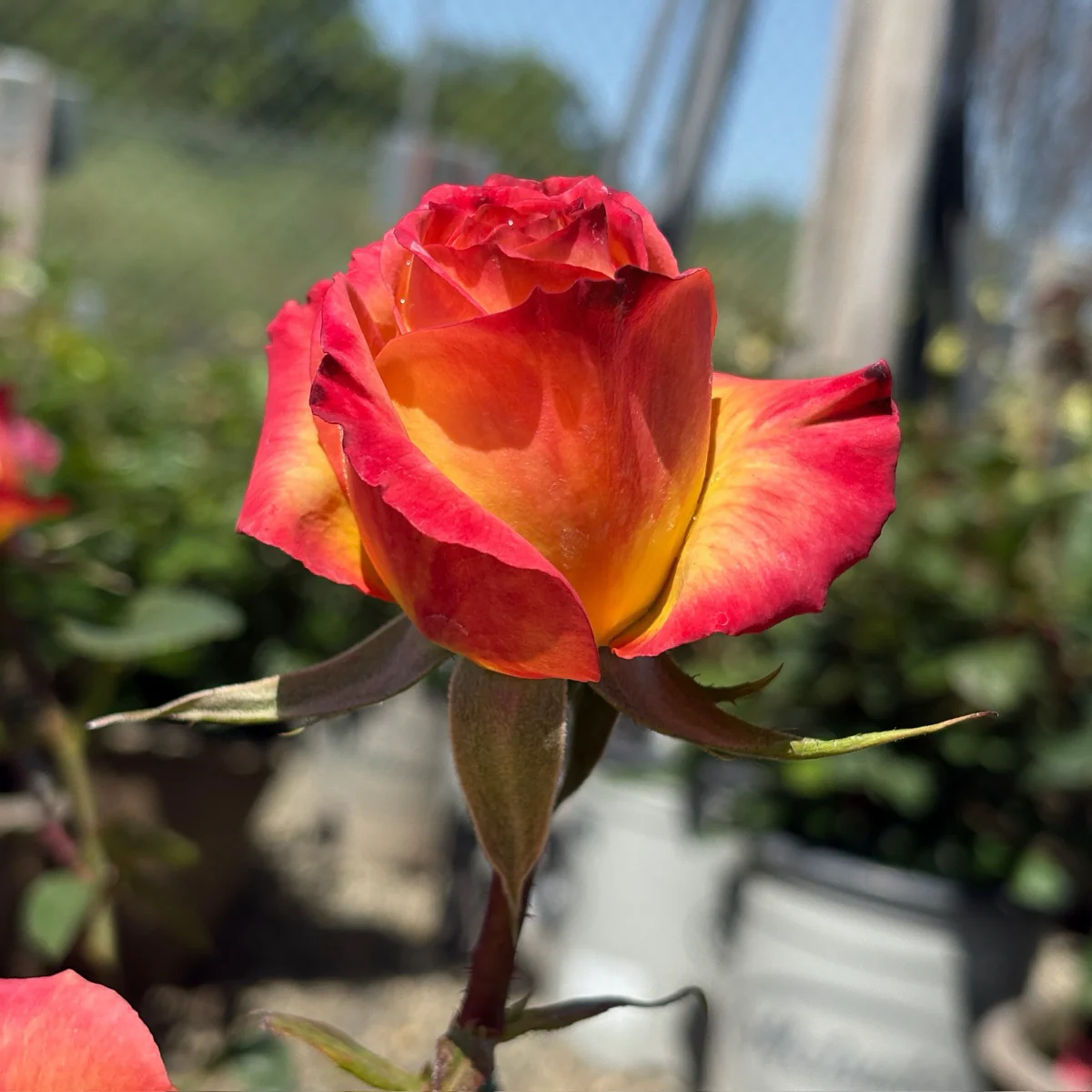 Perfect Moment Hybrid Tea Rose - Image 1