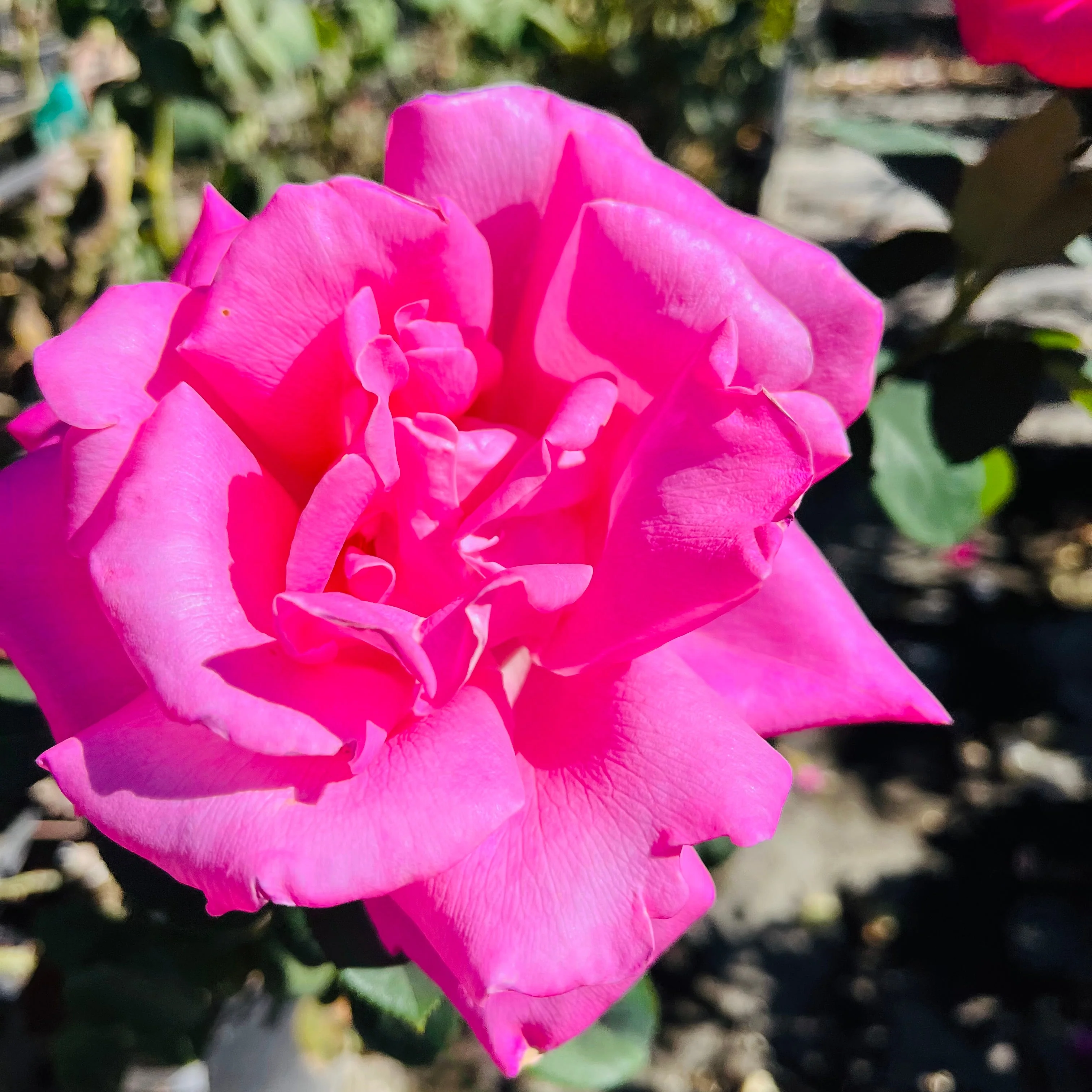 Perfume Delight Hybrid Tea Rose - Image 2
