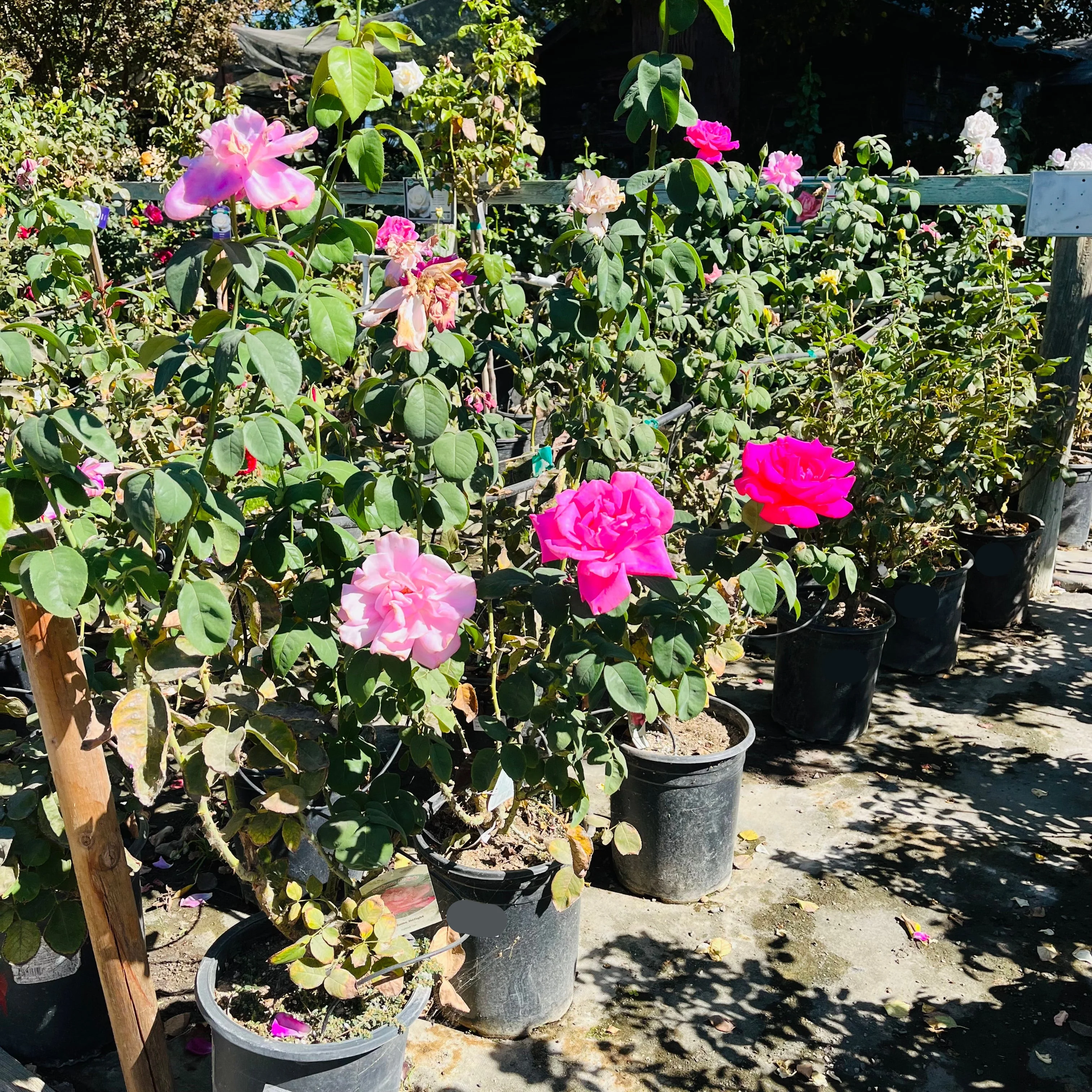 Perfume Delight Hybrid Tea Rose - Image 3