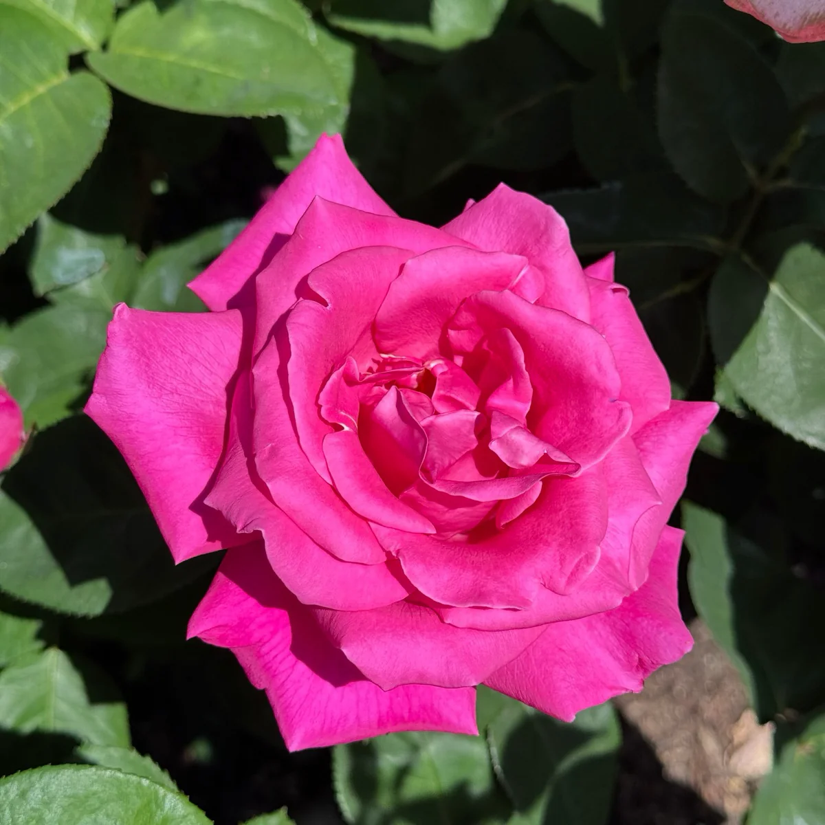 Perfume Factory Hybrid Tea Rose - Image 1