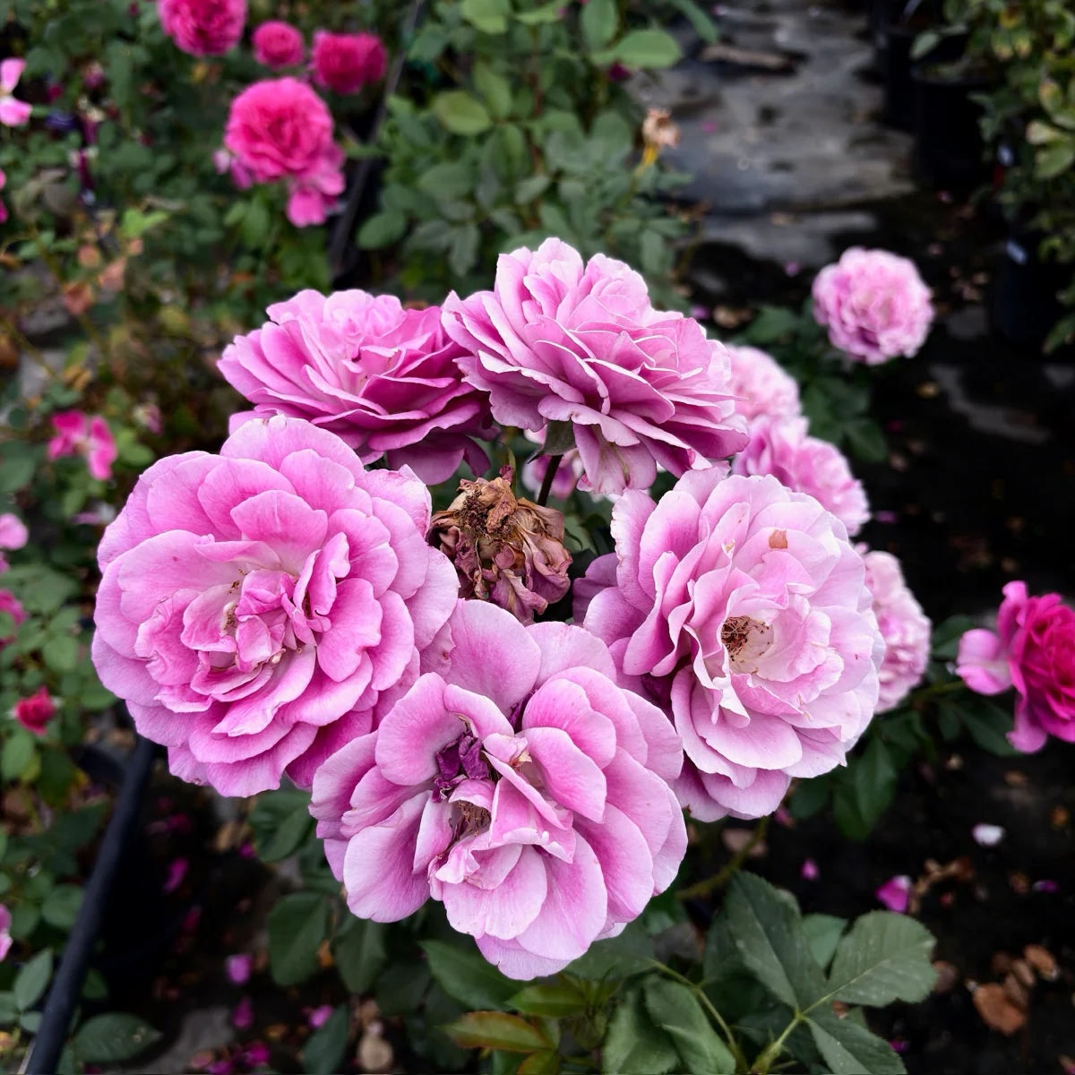 Perfume Factory Hybrid Tea Rose - Image 2