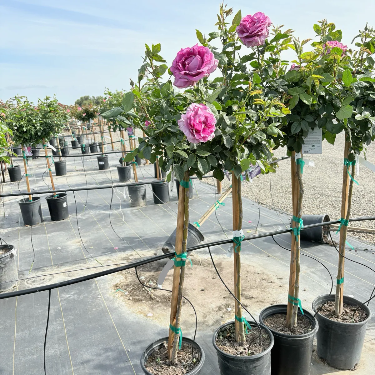 Perfume Factory Hybrid Tea Rose - Image 3