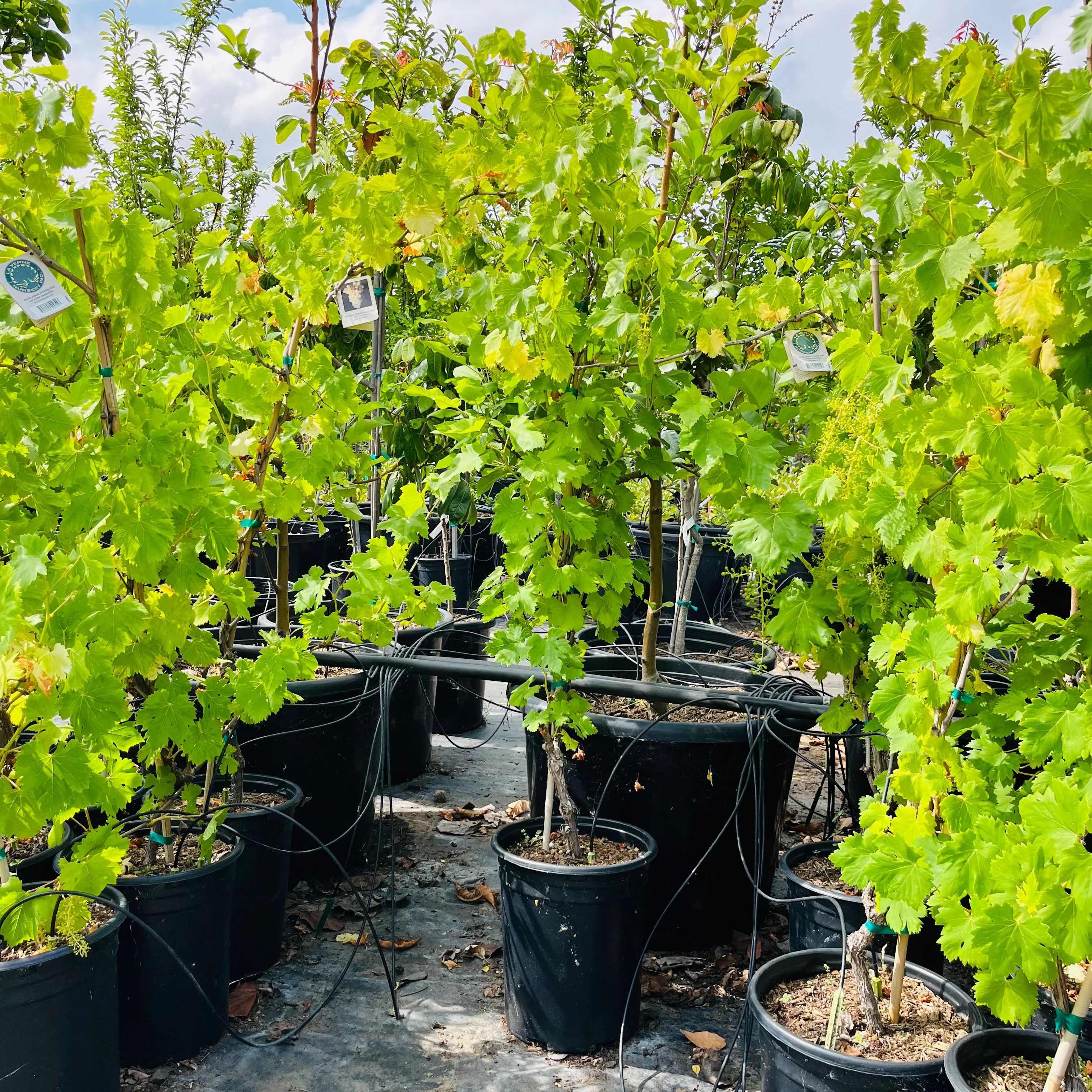 Perlette Seedless Grape - Image 2