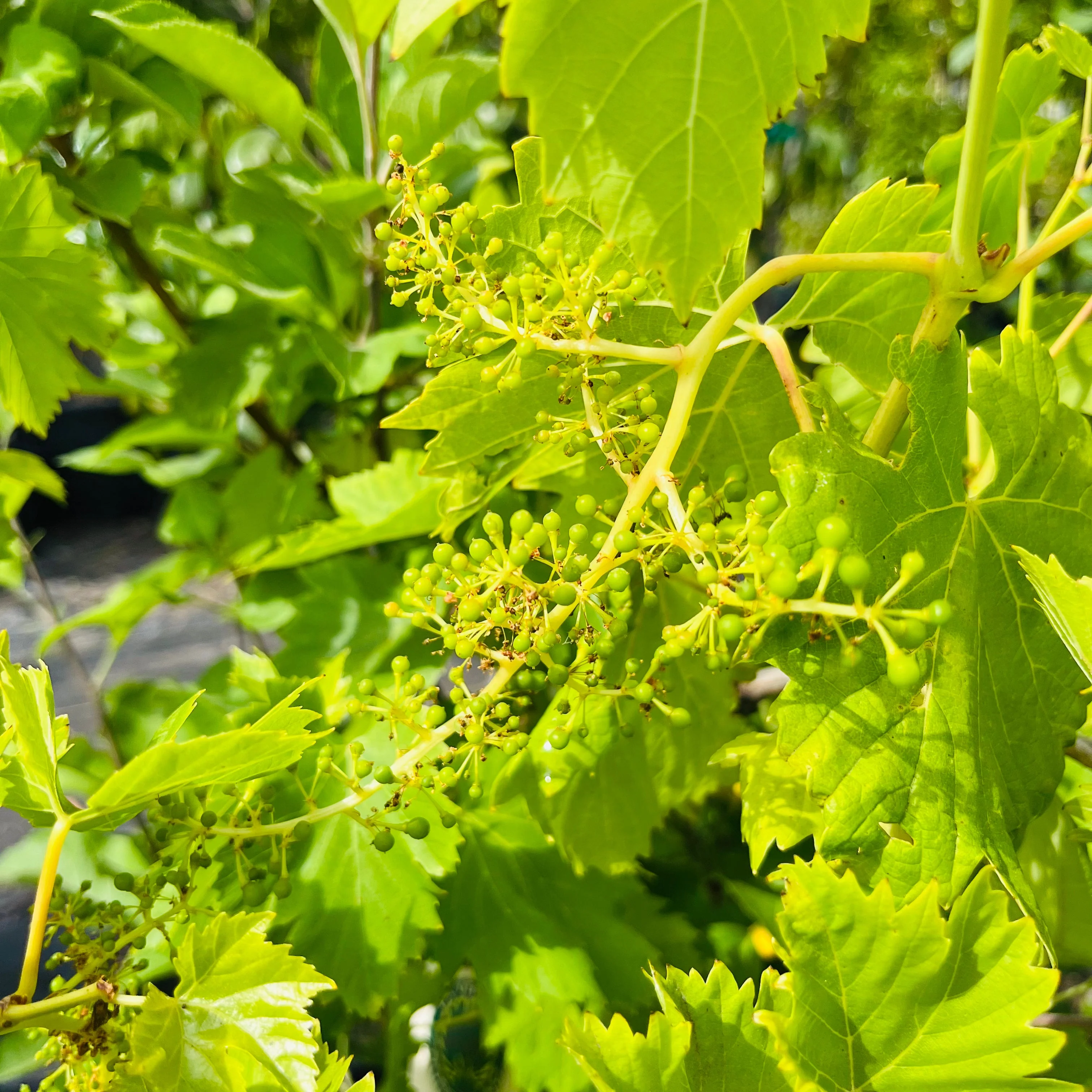 Perlette Seedless Grape - Image 3