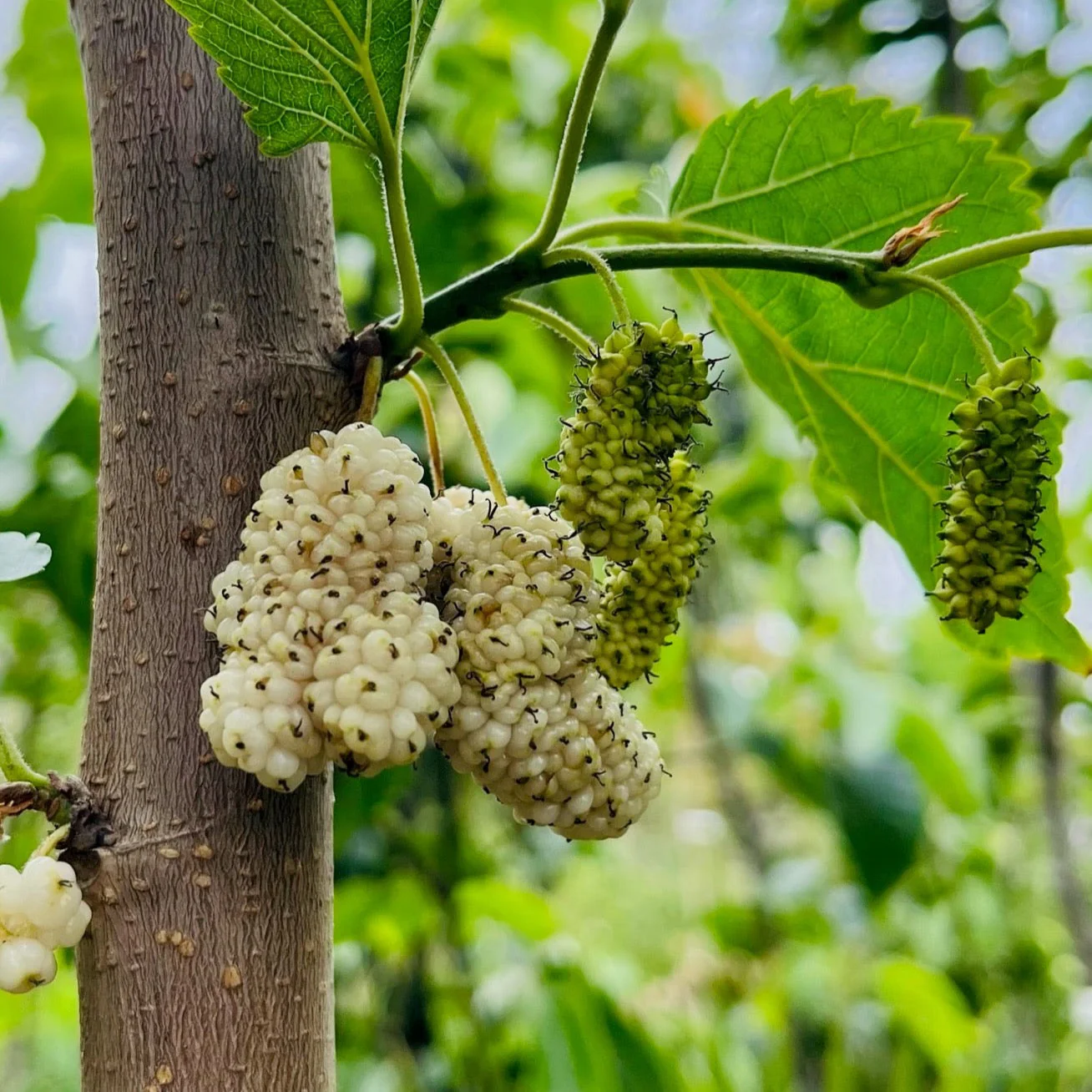 Persian White Mulberry - Image 1