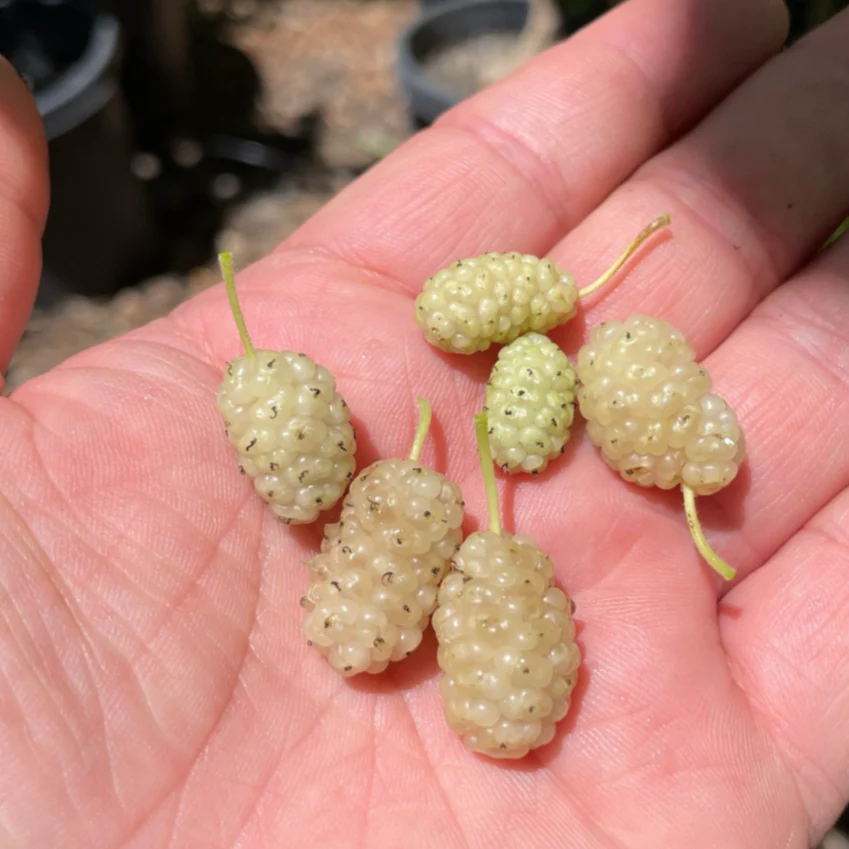 Persian White Mulberry - Image 3