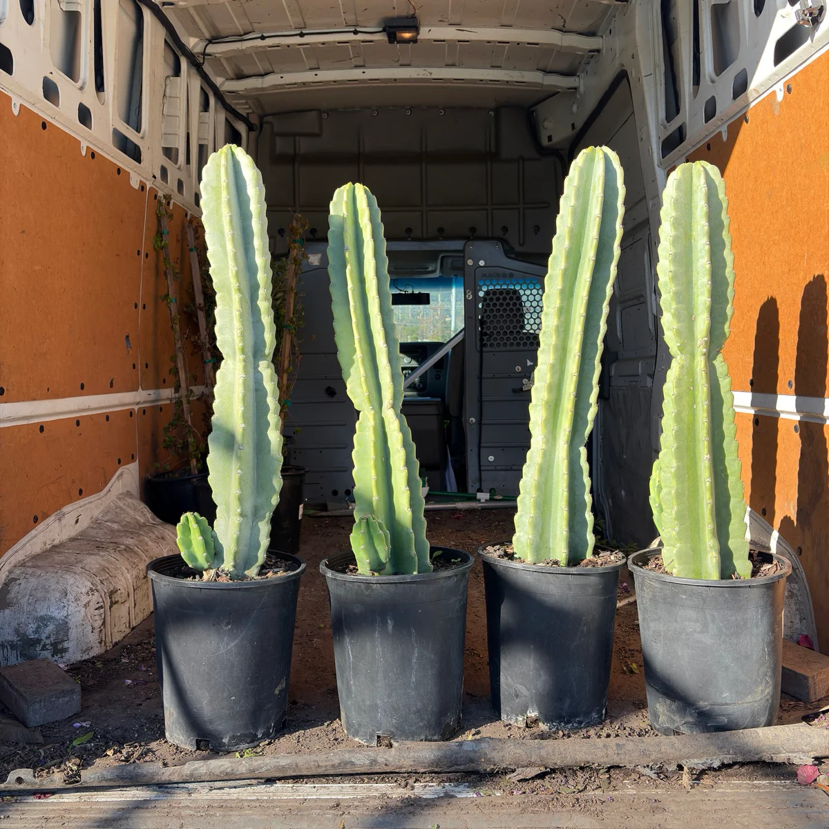 Peruvian Apple Cactus - Image 2