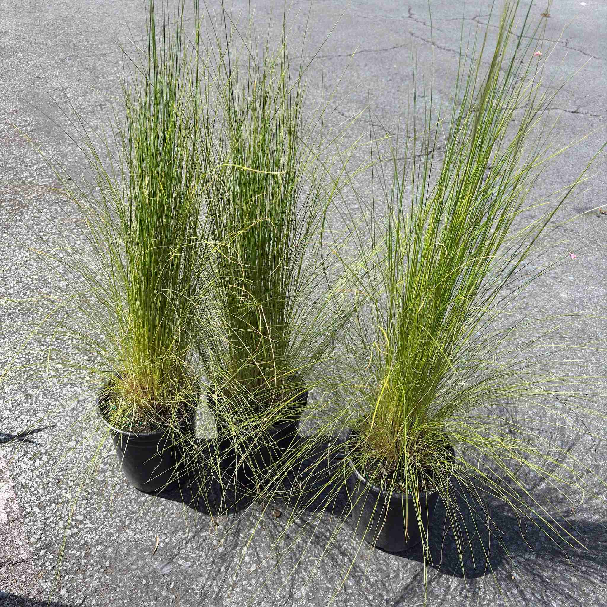 Peruvian Feather Grass