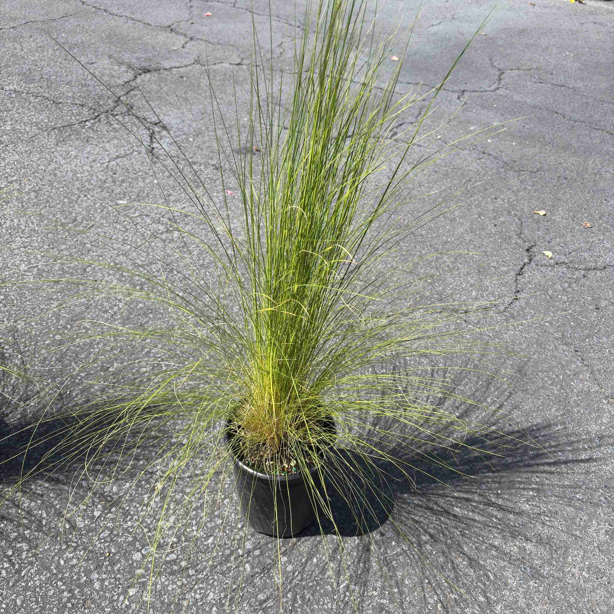 Peruvian Feather Grass - Image 2