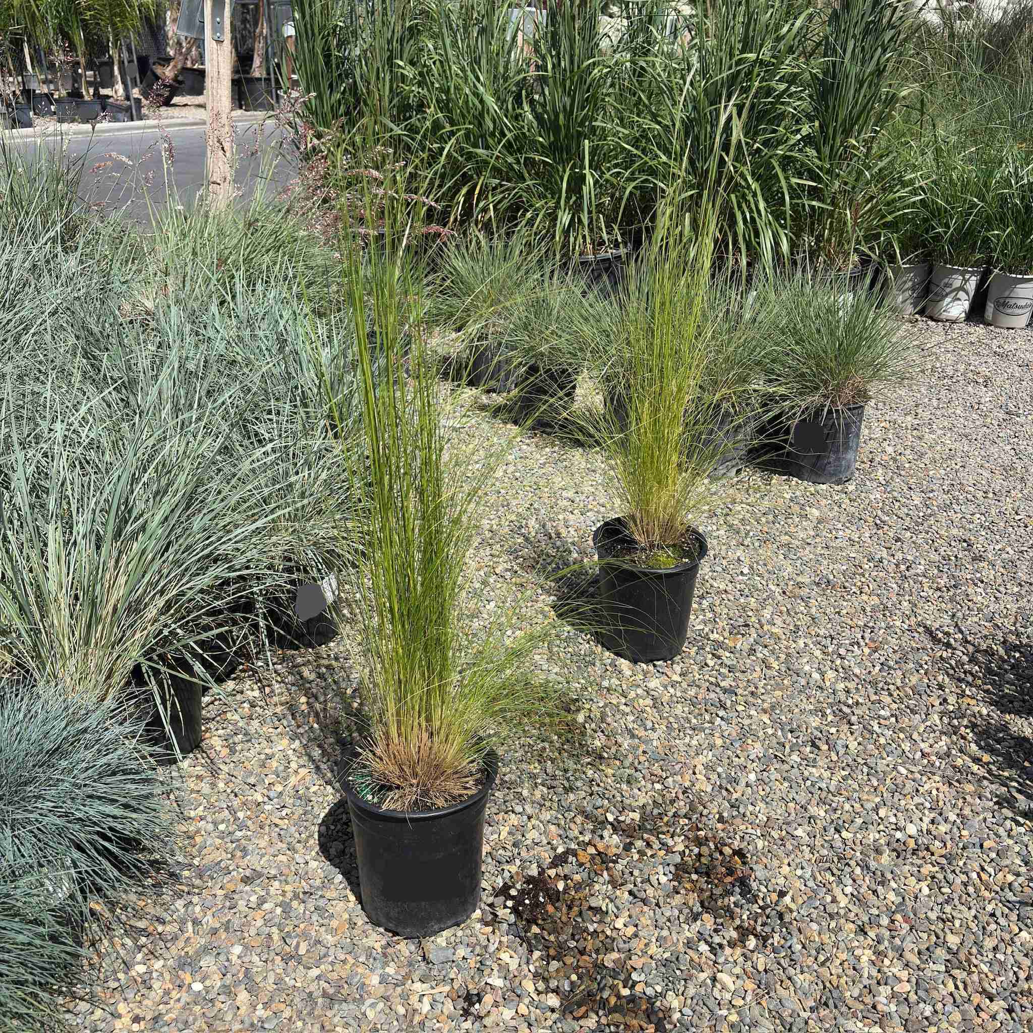 Peruvian Feather Grass - Image 3