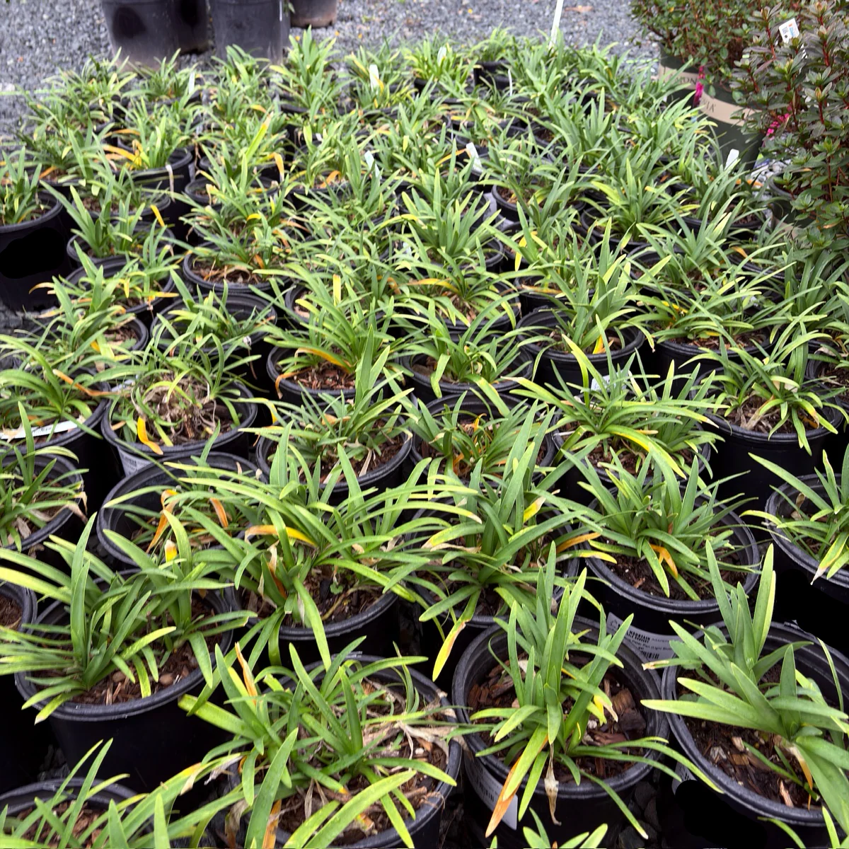 Peter Pan Dwarf Lily of the Nile - Image 3