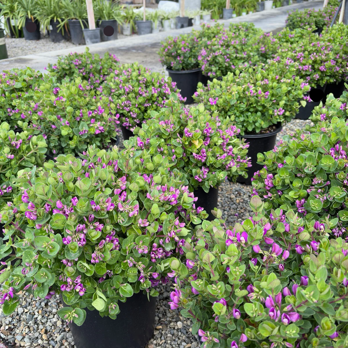 Petite Butterflies Dwarf Sweet Pea Shrub - Image 1