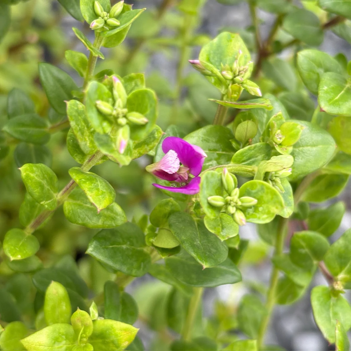Petite Butterflies Dwarf Sweet Pea Shrub - Image 2