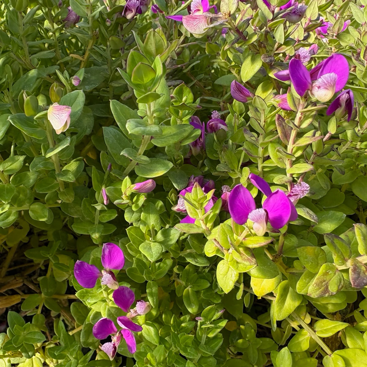Petite Butterflies Dwarf Sweet Pea Shrub - Image 3