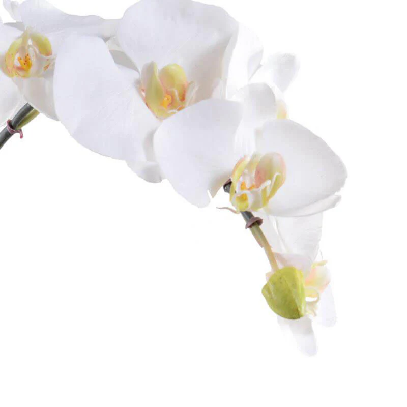 Orchid - Image 2