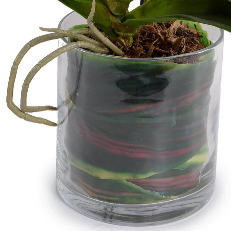 Orchid - Image 3