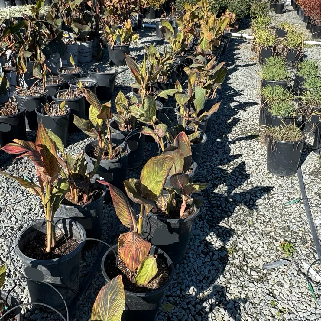 Phasion Canna Lily - Image 1
