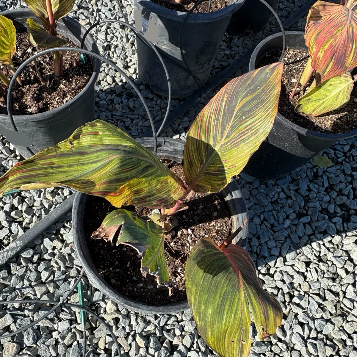 Phasion Canna Lily - Image 2