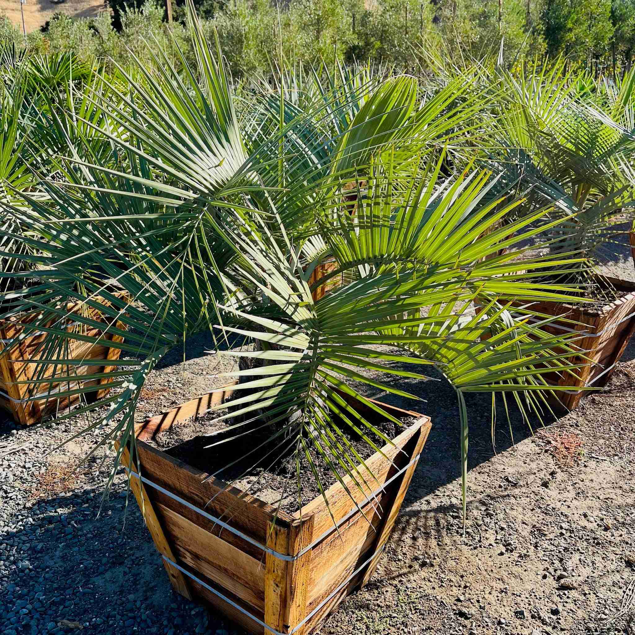 Pindo Palm - Image 1