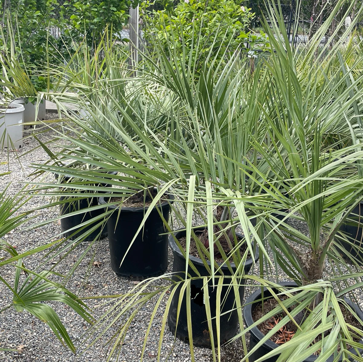 Pindo Palm - Image 2