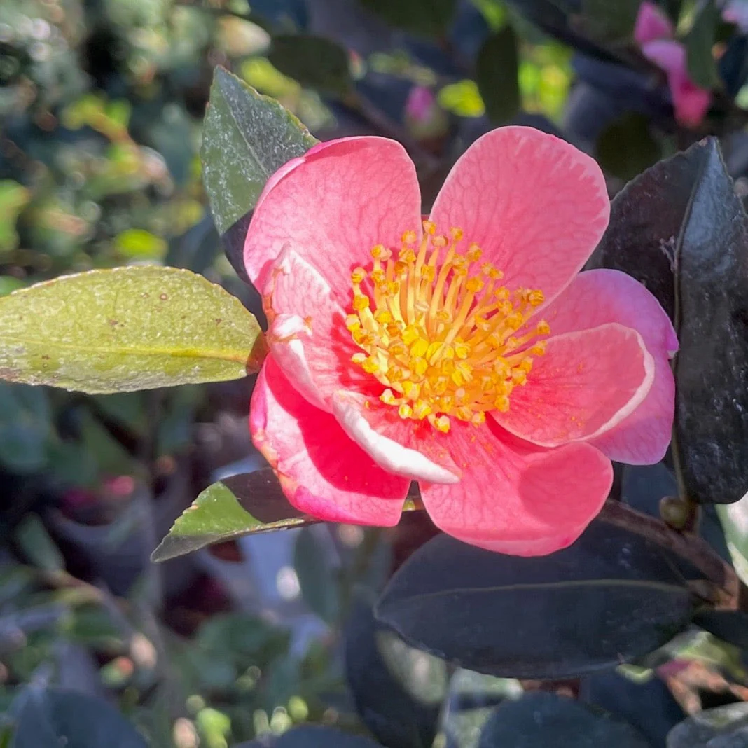Pink A Boo Camellia - Image 2
