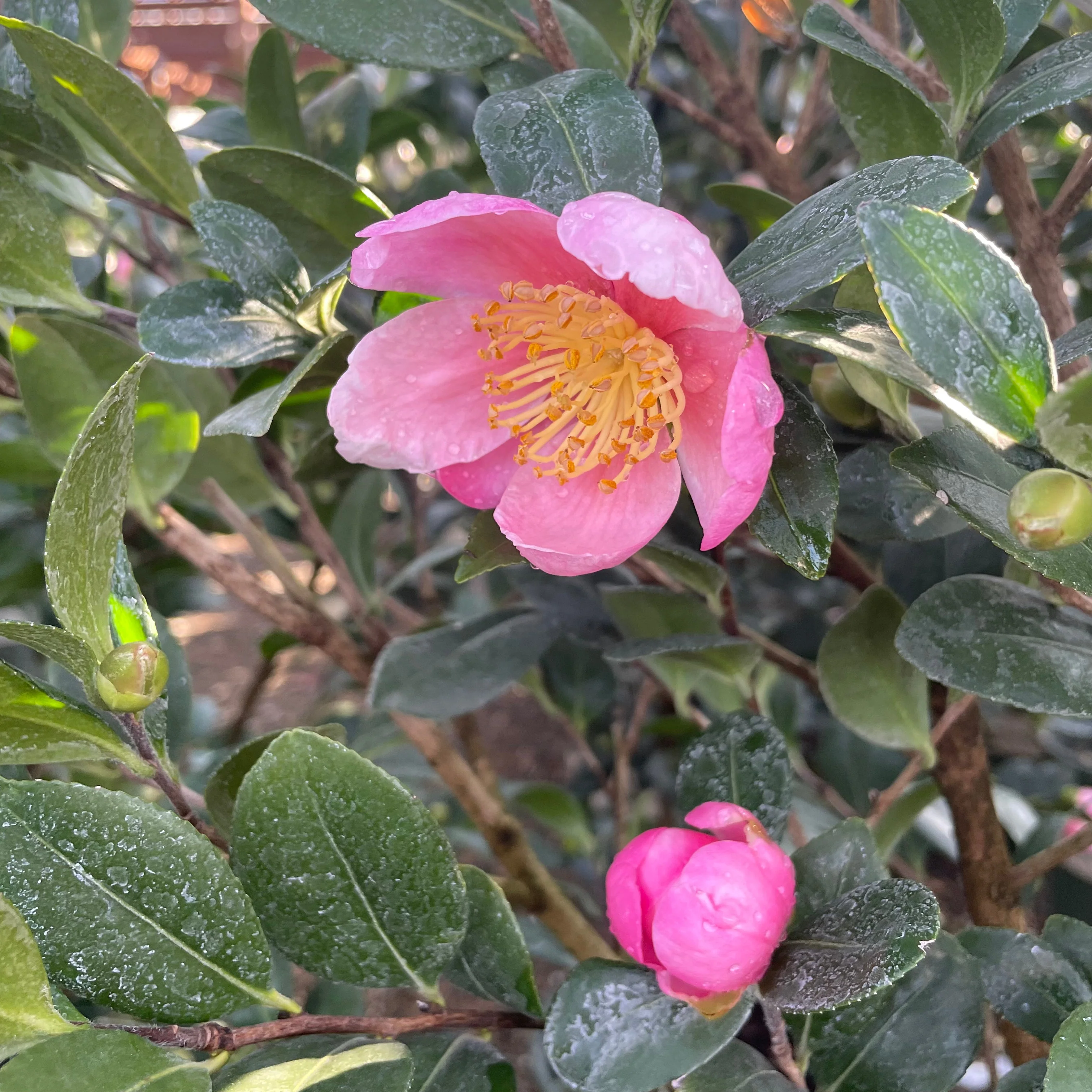Pink A Boo Camellia - Image 3