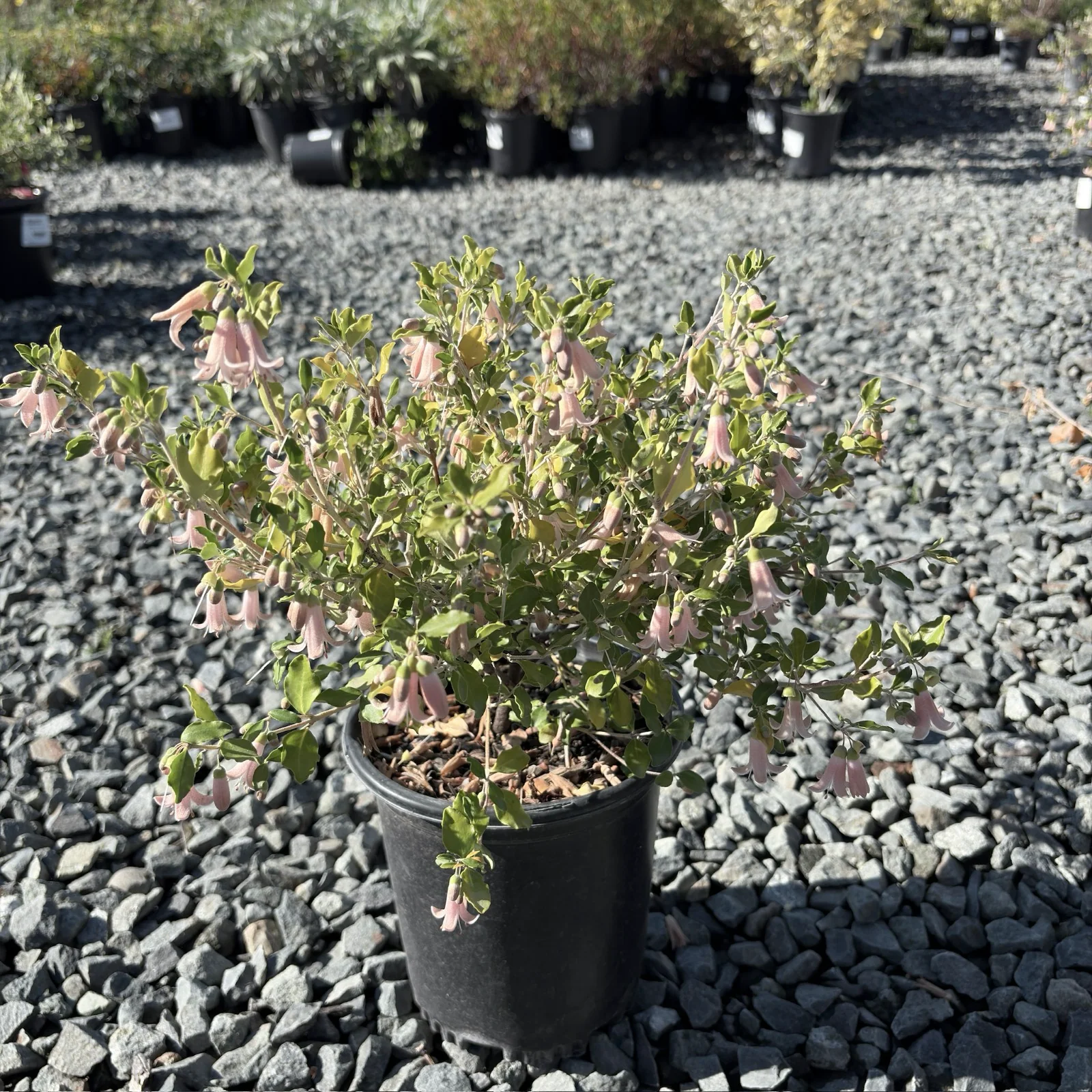 Pink Australian Fuchsia - Image 1