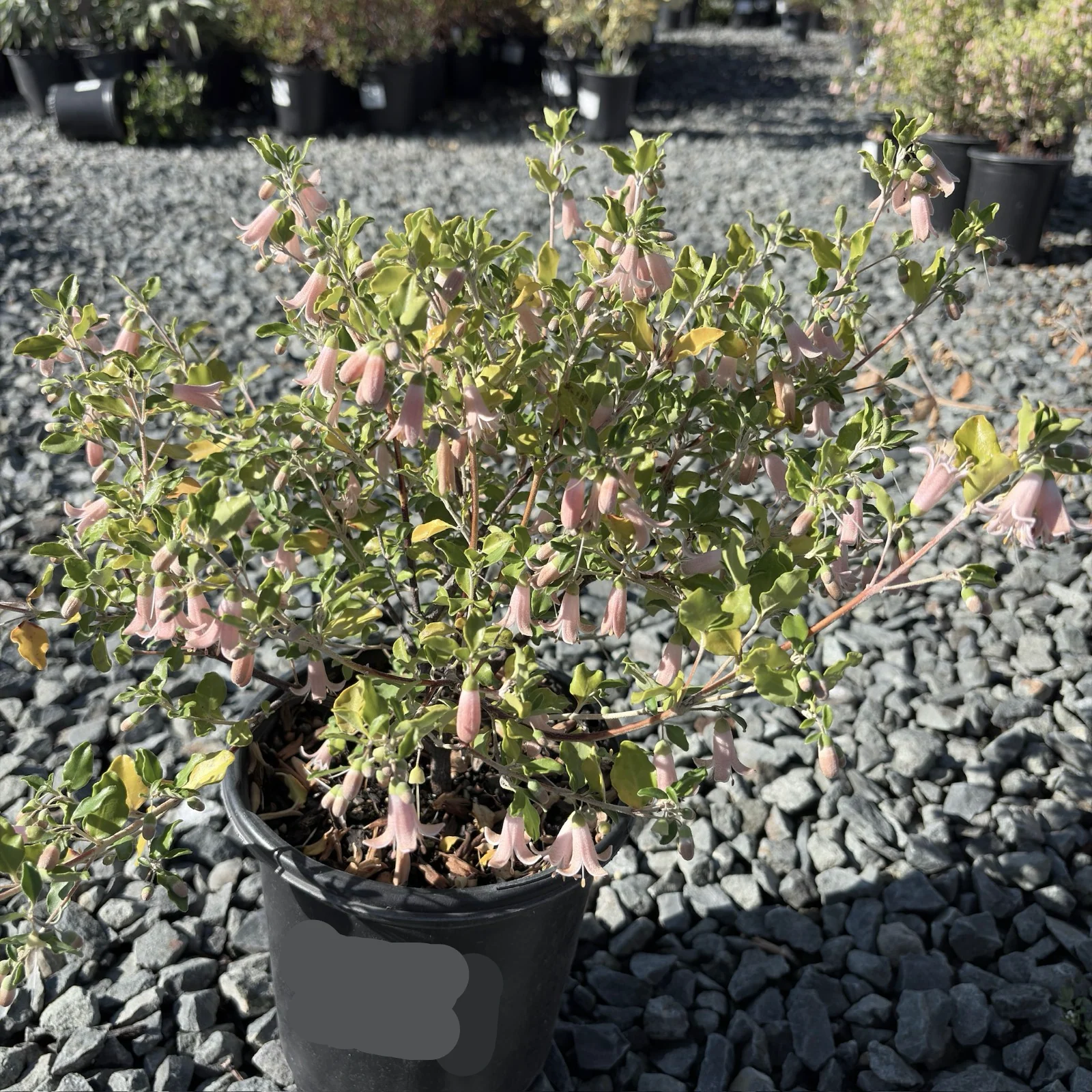 Pink Australian Fuchsia - Image 3