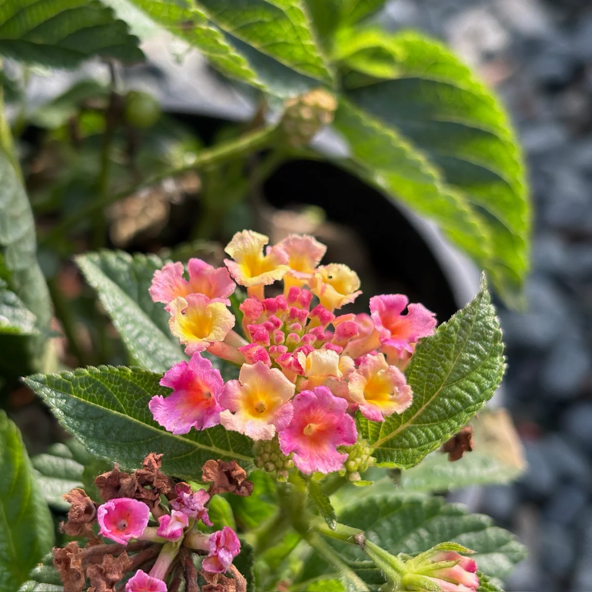 Pink Bandana Lantana - Image 2