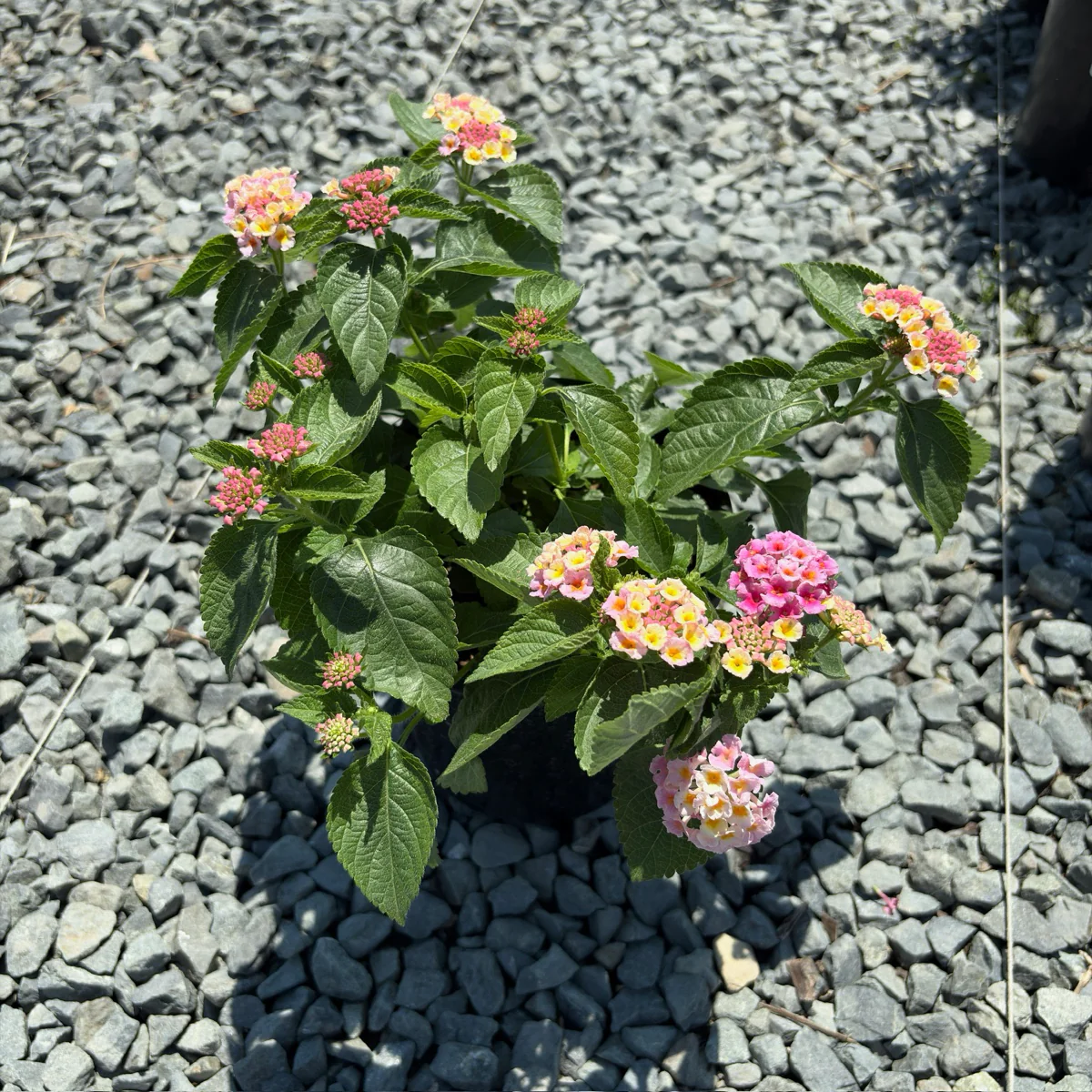 Pink Bandana Lantana - Image 3