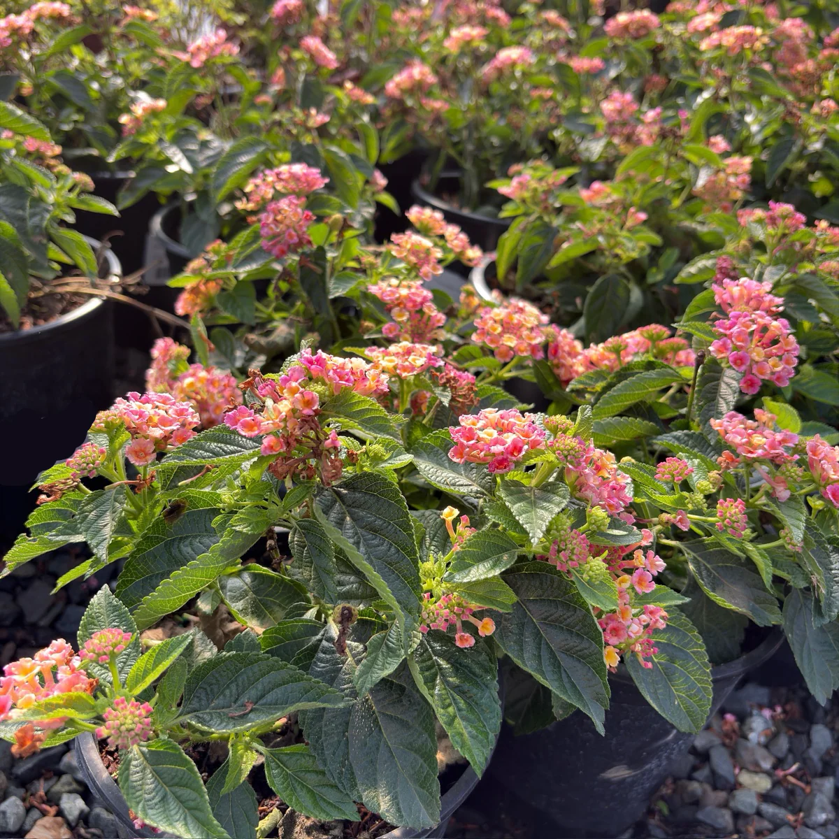 Pink Bandana Lantana - Image 1