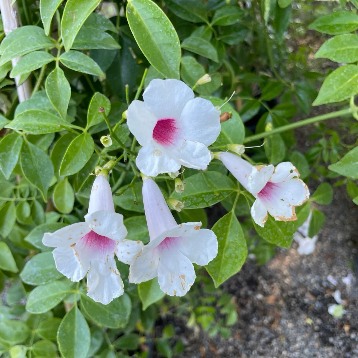Pink Bower Vine - Image 1