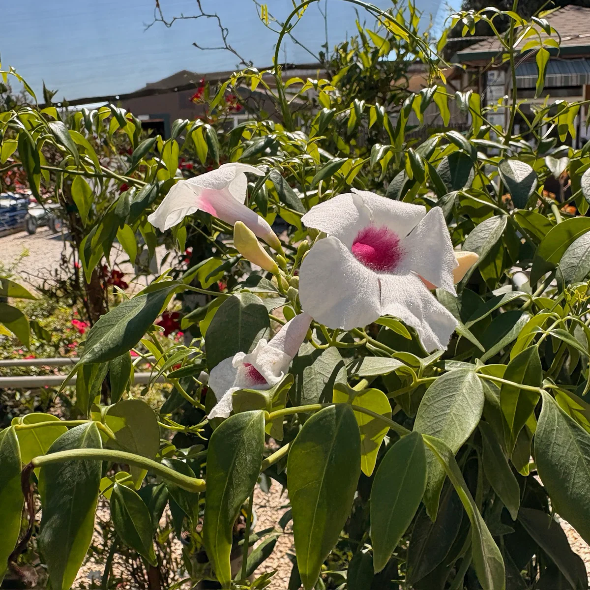 Pink Bower Vine - Image 3