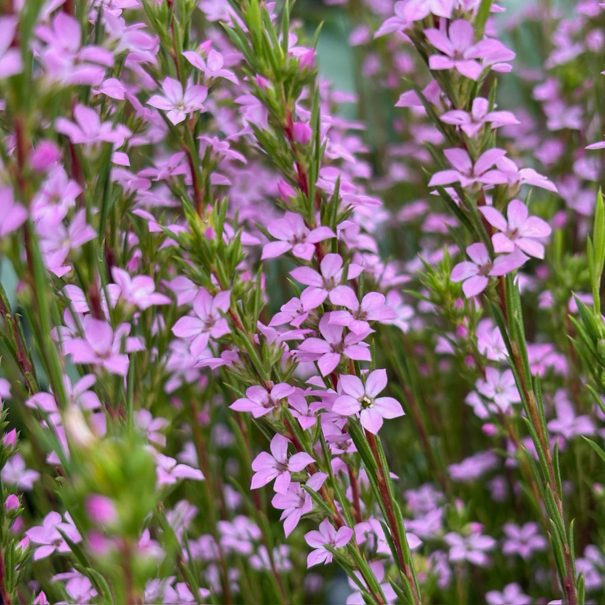 Pink Breath of Heaven - Image 2
