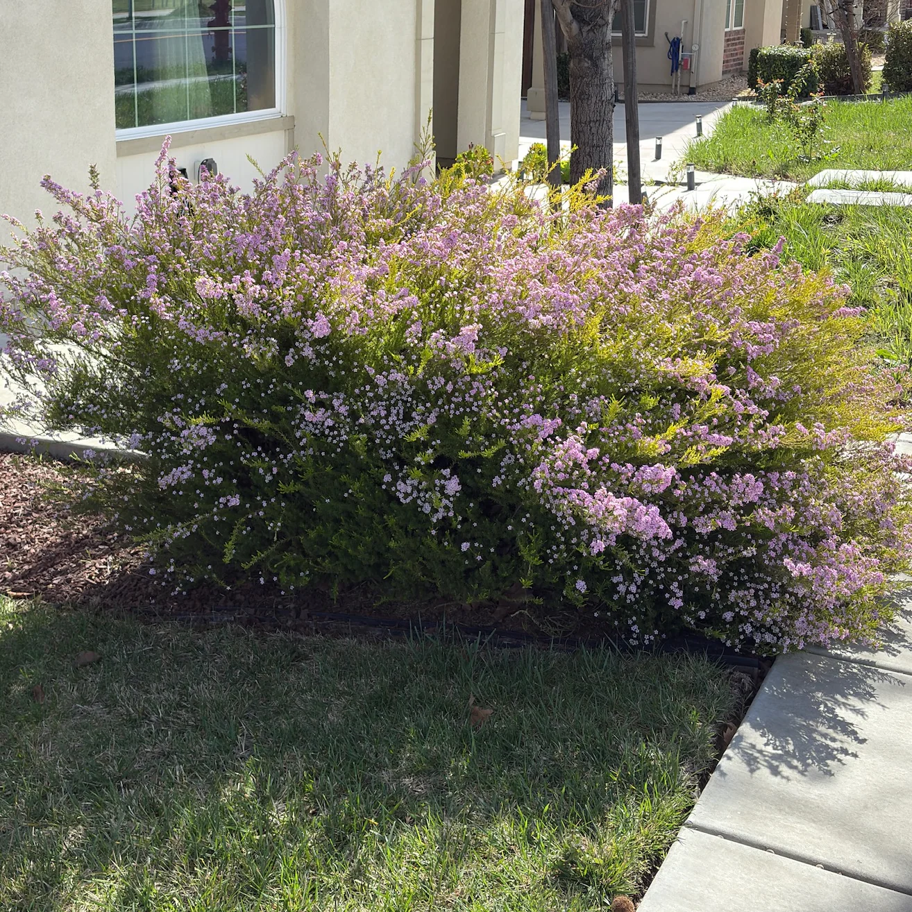 Pink Breath of Heaven - Image 1