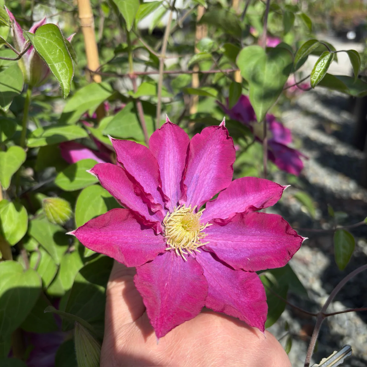 Pink Champagne Clematis - Image 1