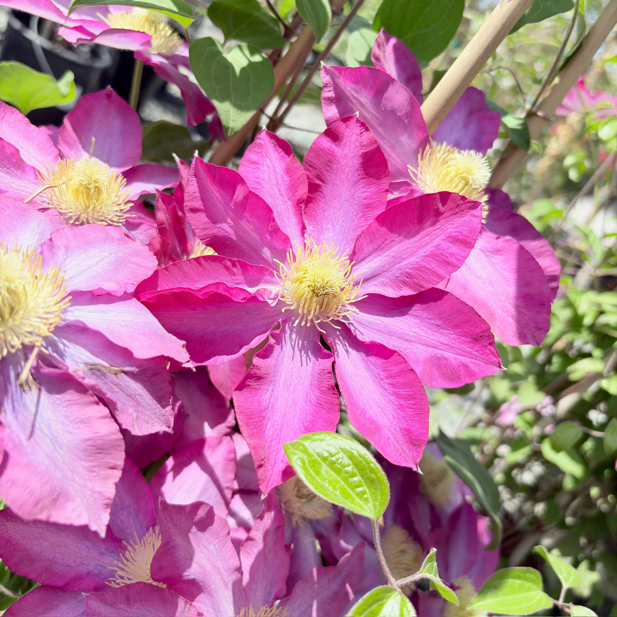 Pink Champagne Clematis - Image 3