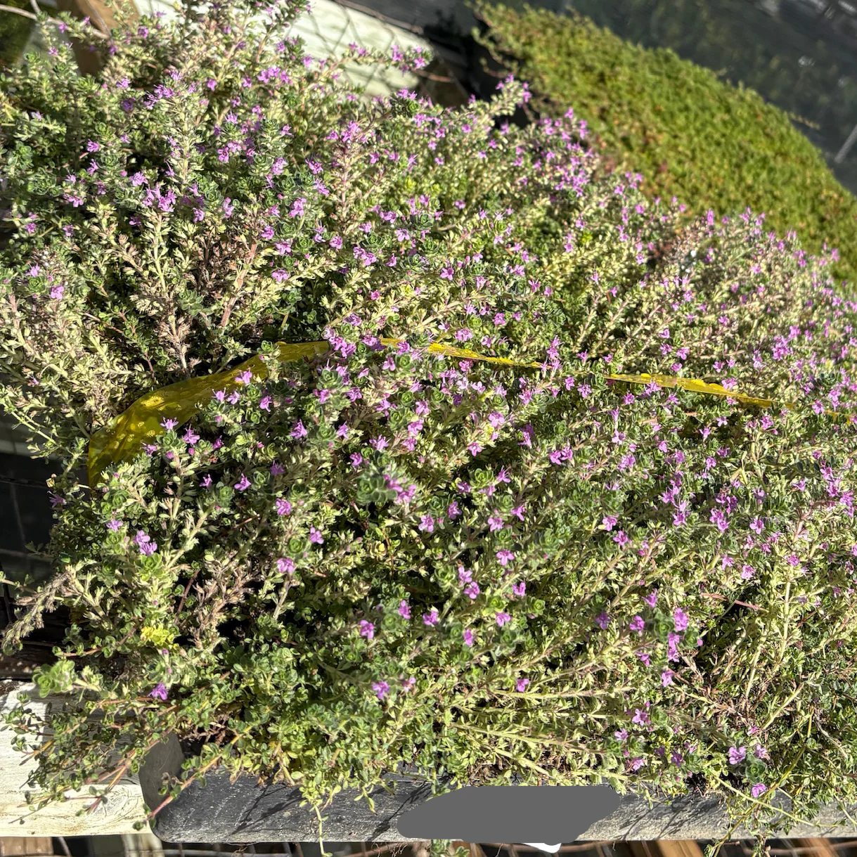Pink Chintz Creeping Thyme - Image 1
