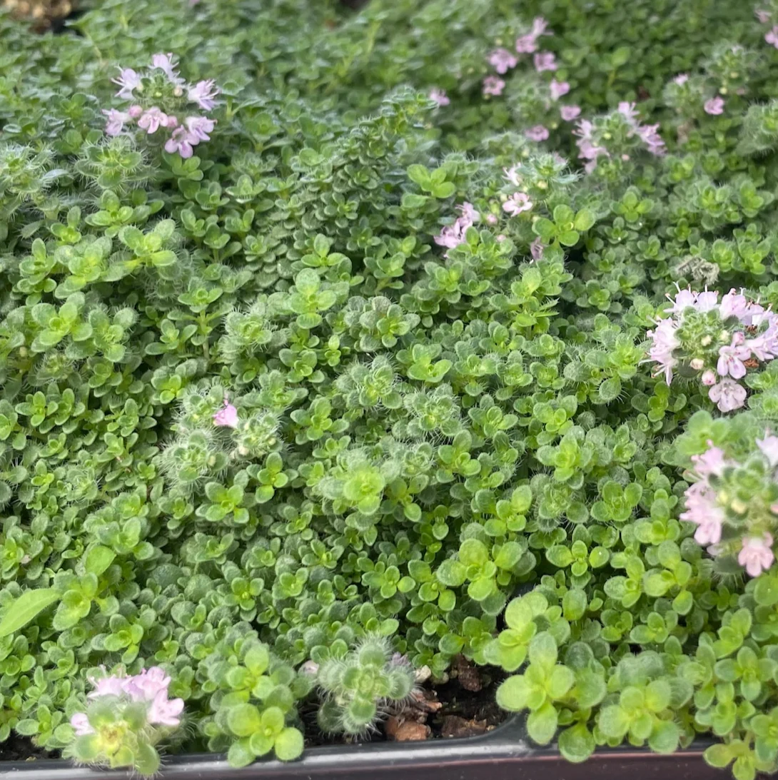 Pink Chintz Creeping Thyme - Image 2