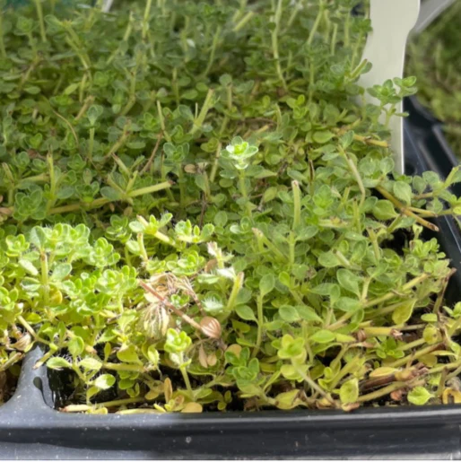 Pink Chintz Creeping Thyme - Image 3