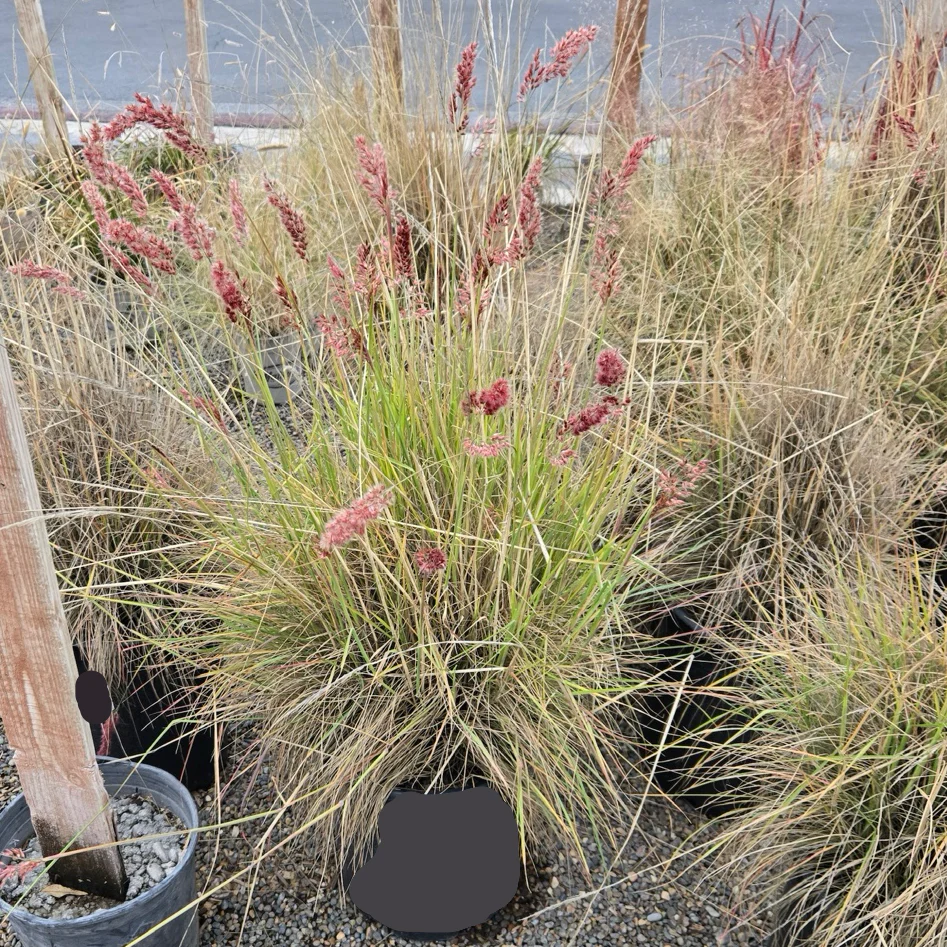 Pink Crystal Ruby Grass - Image 1