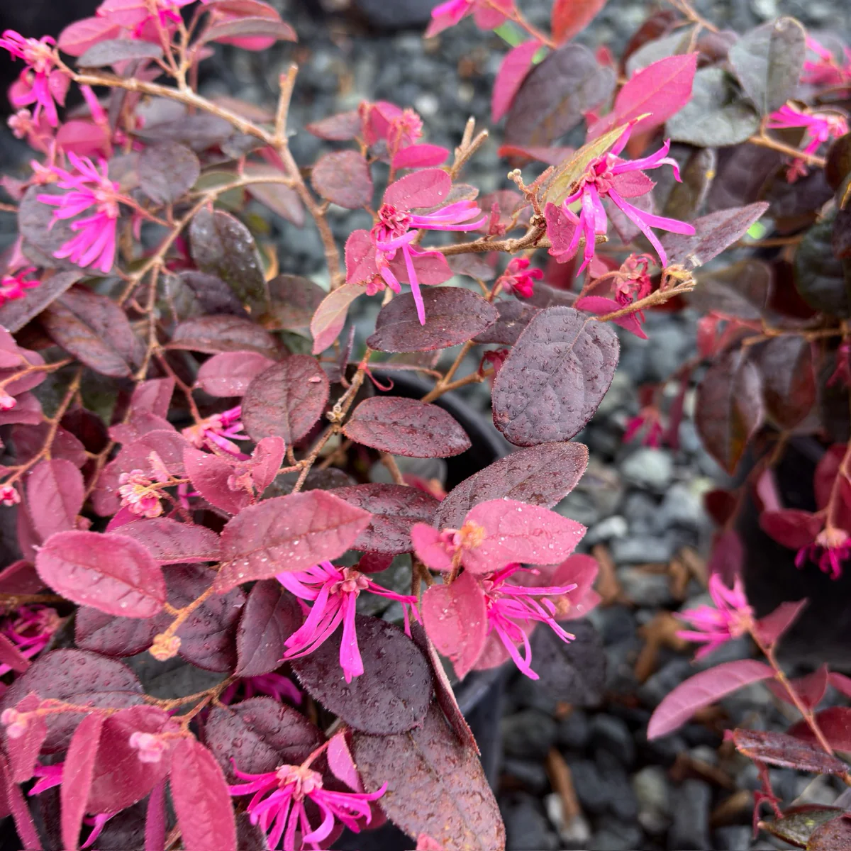 Pink Flowering Chinese Fringe Flower - Image 1
