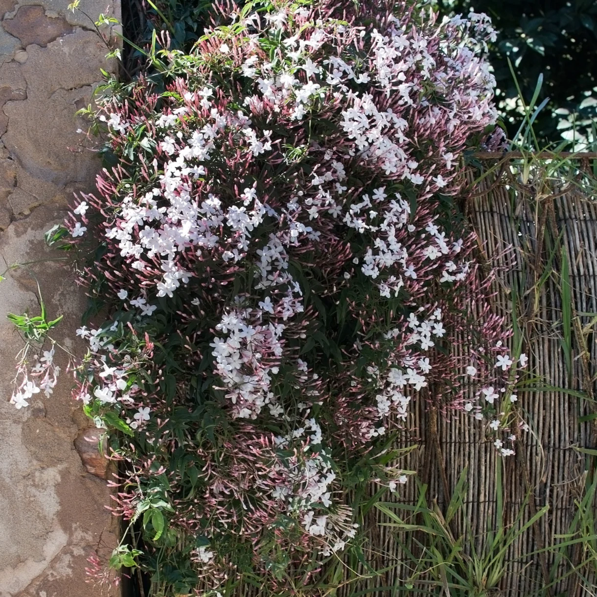 Pink Jasmine - Image 1