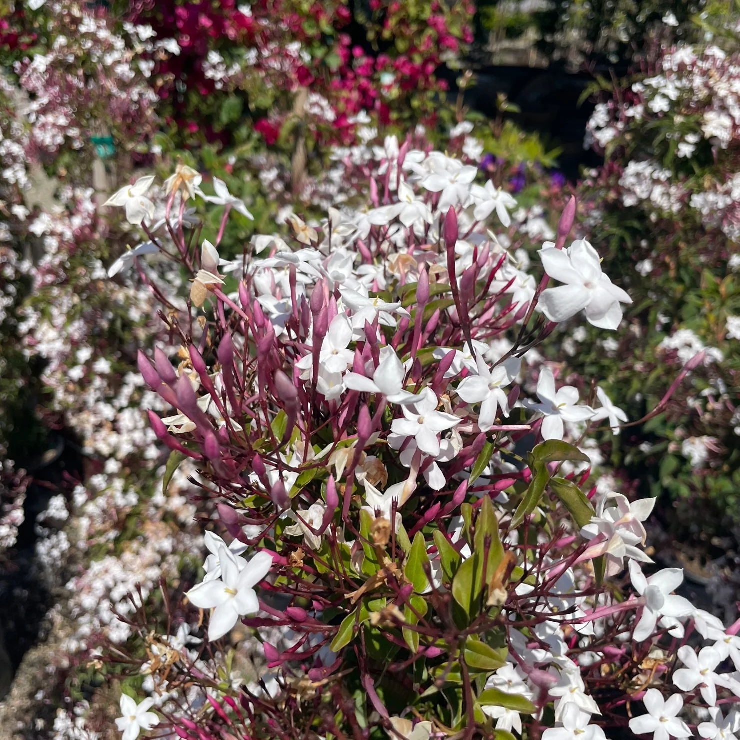 Pink Jasmine - Image 2
