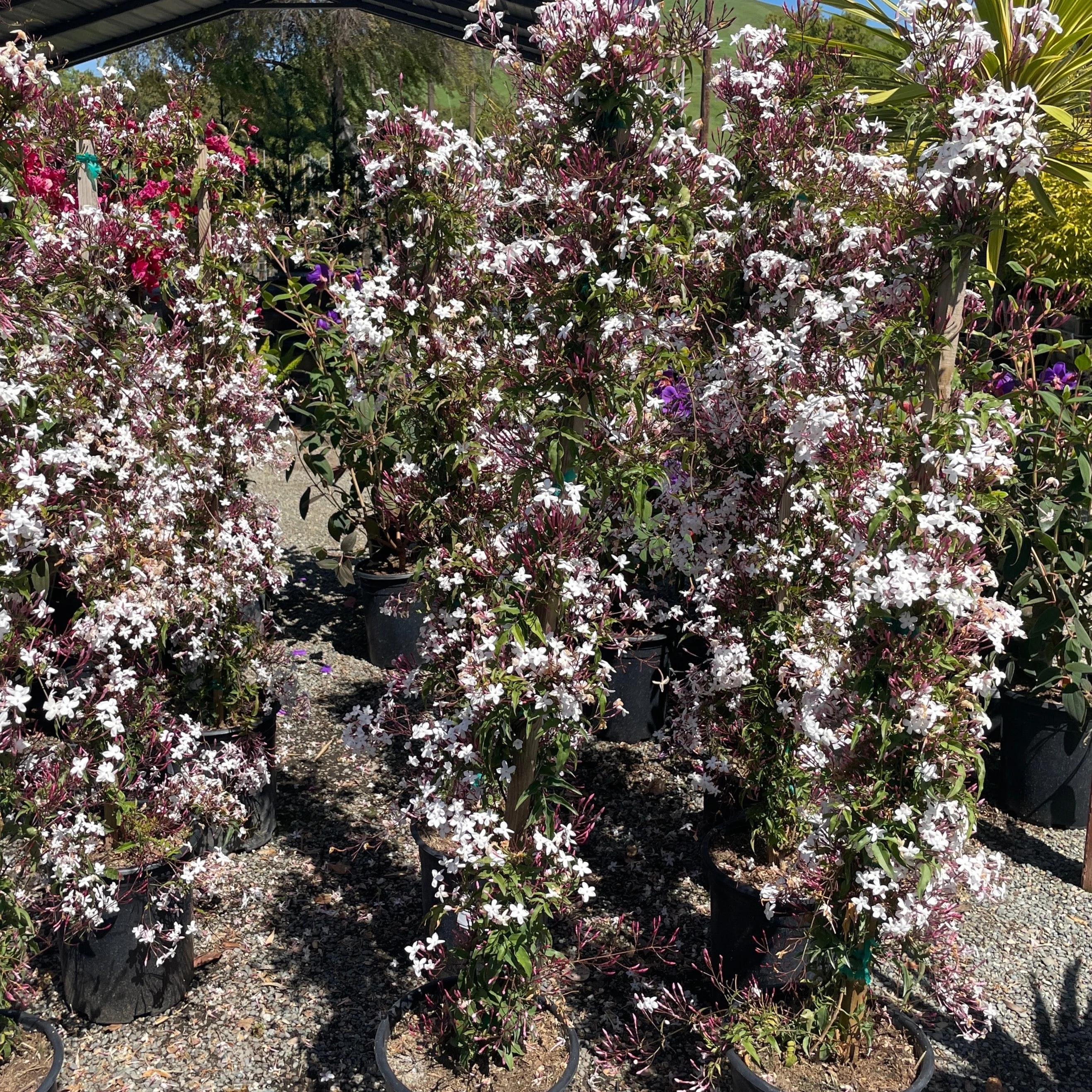 Pink Jasmine - Image 3